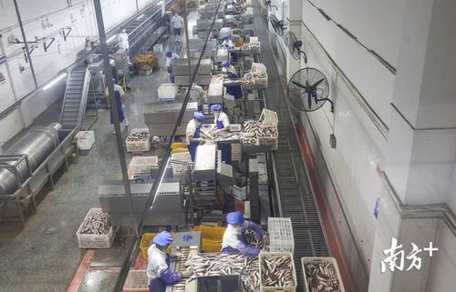 鯪魚罐頭銷量逆勢增長，中山出口食品企業全面復工助力食品銷售回暖